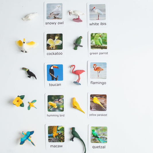 Montessori exotic birds matching set with bird figurines and picture cards including parrot, macaw, flamingo, toucan, owl, and quetzal for classification learning