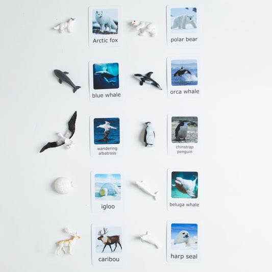 Montessori polar animals matching set with Arctic and Antarctic animal figurines and picture cards for geography and zoology learning