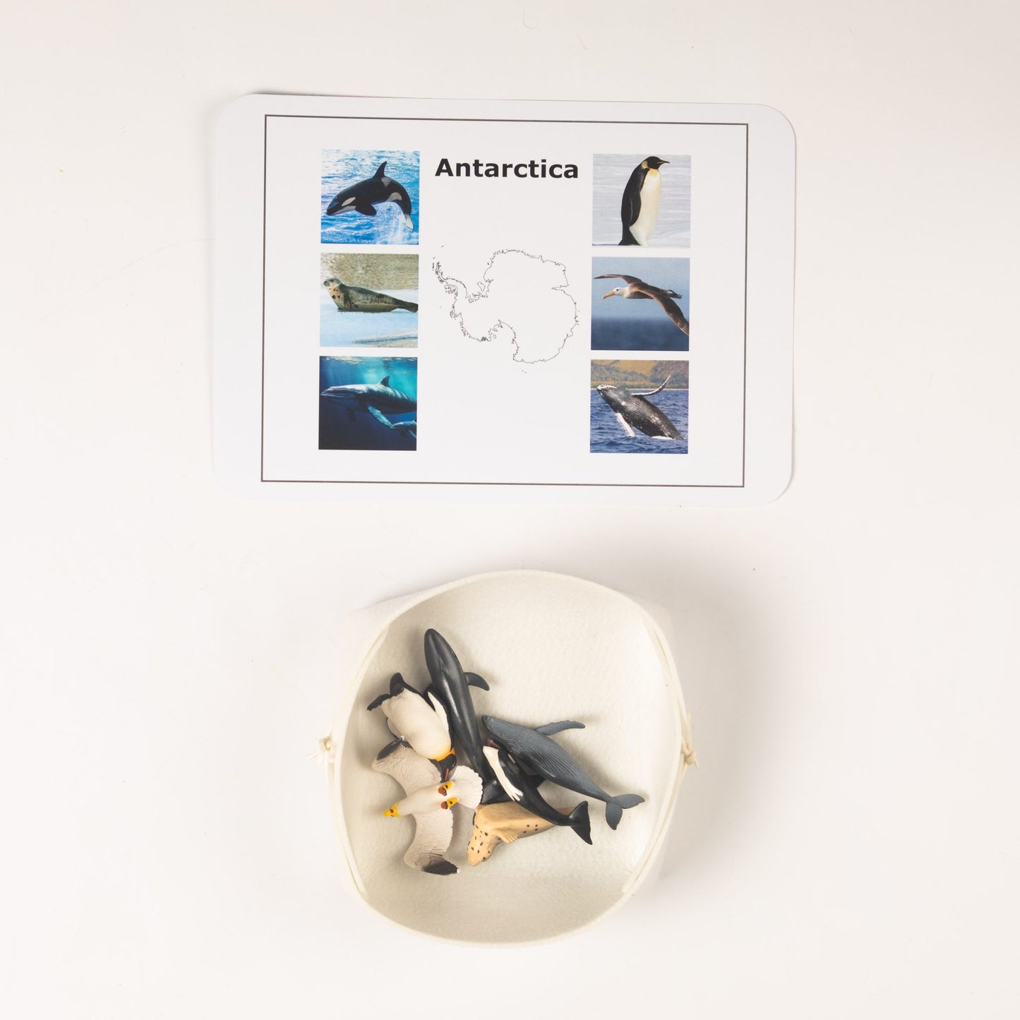 Montessori Antarctica animal classification set featuring penguins, whales, and ocean animals