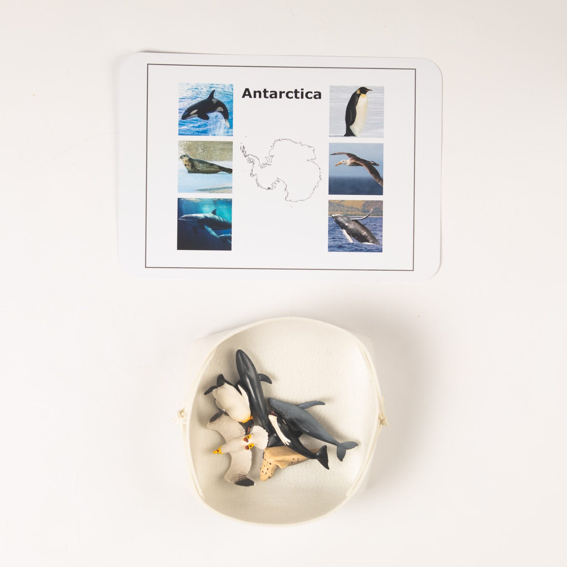 Montessori Antarctica animal classification set featuring penguins, whales, and ocean animals