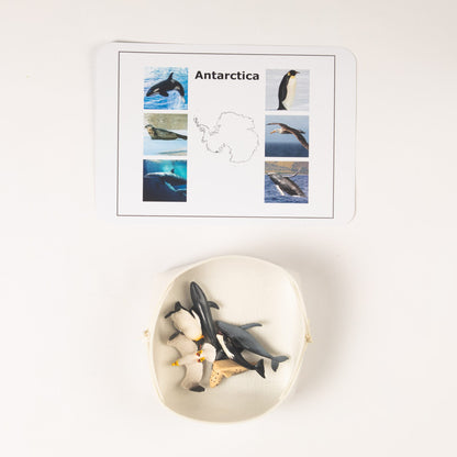 Montessori Antarctica animal classification set featuring penguins, whales, and ocean animals