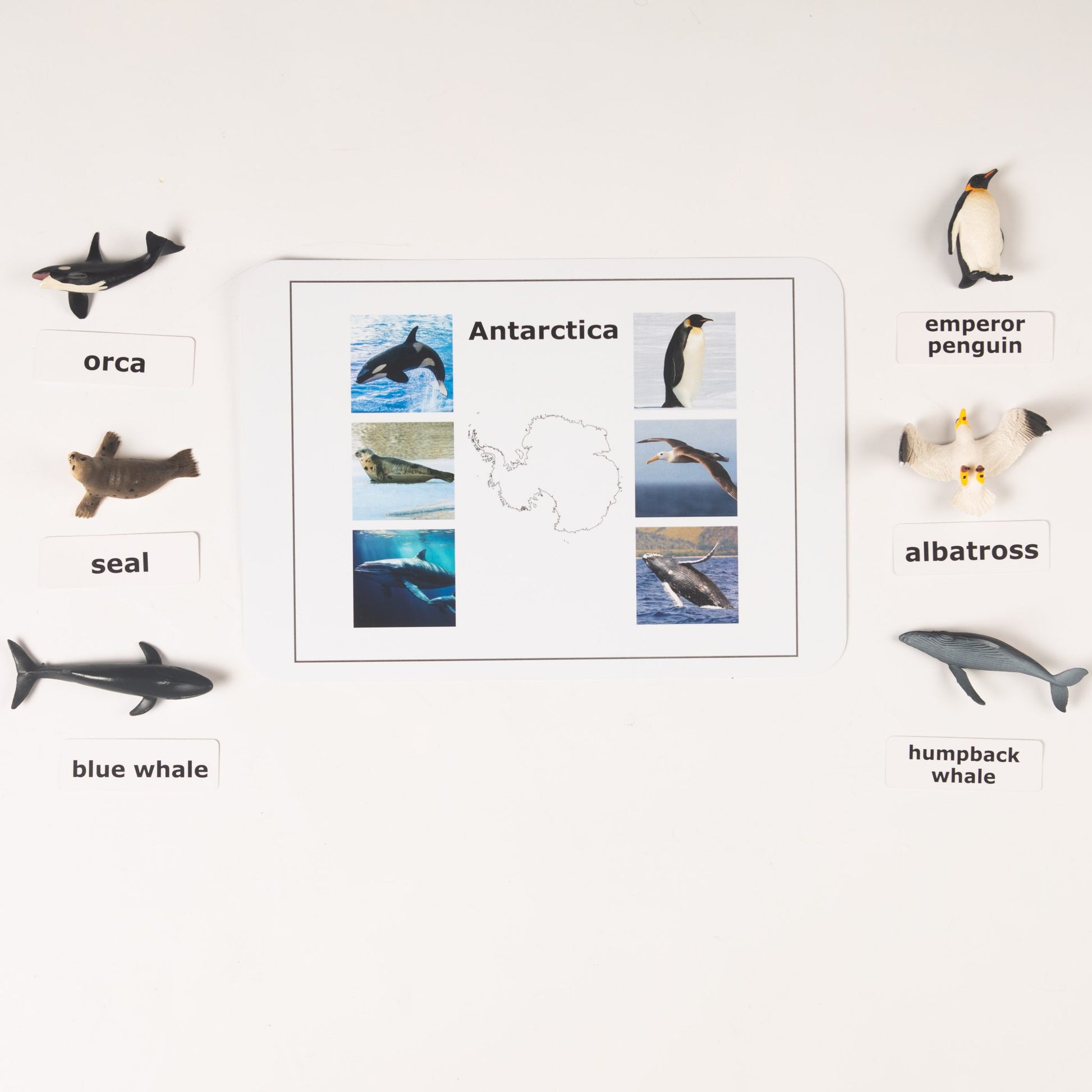 Montessori Antarctica animals nomenclature activity with labeled polar and ocean animals