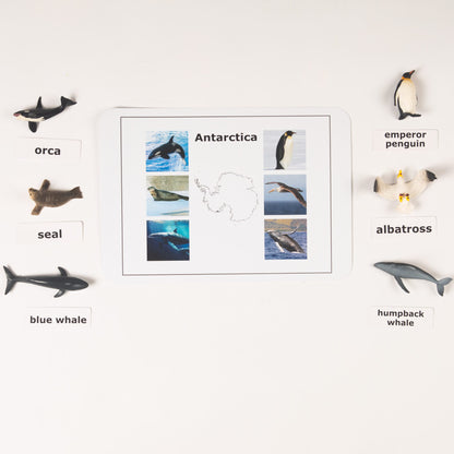 Montessori Antarctica animals nomenclature activity with labeled polar and ocean animals