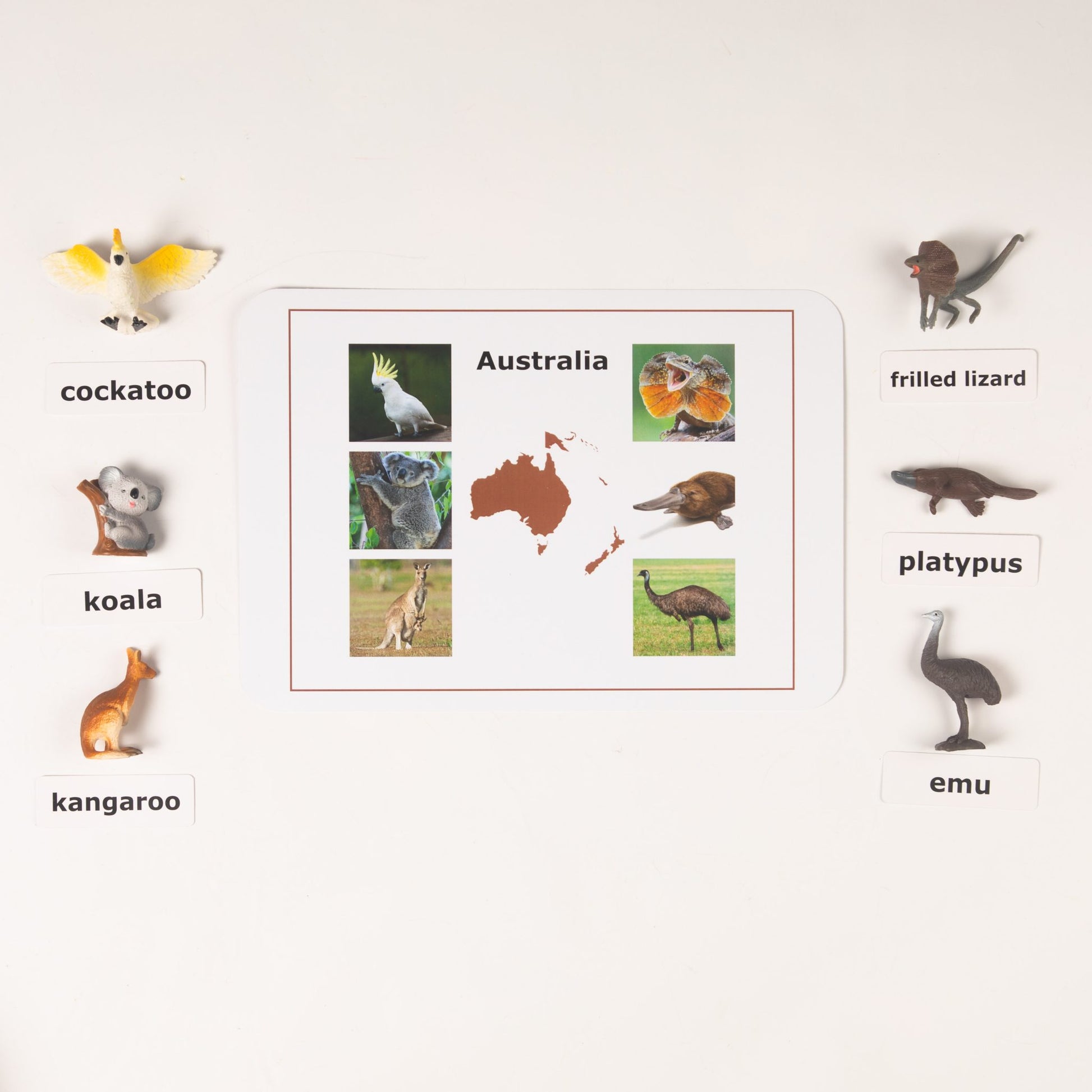 Montessori Australia animals nomenclature activity with labeled animal figures for geography learning