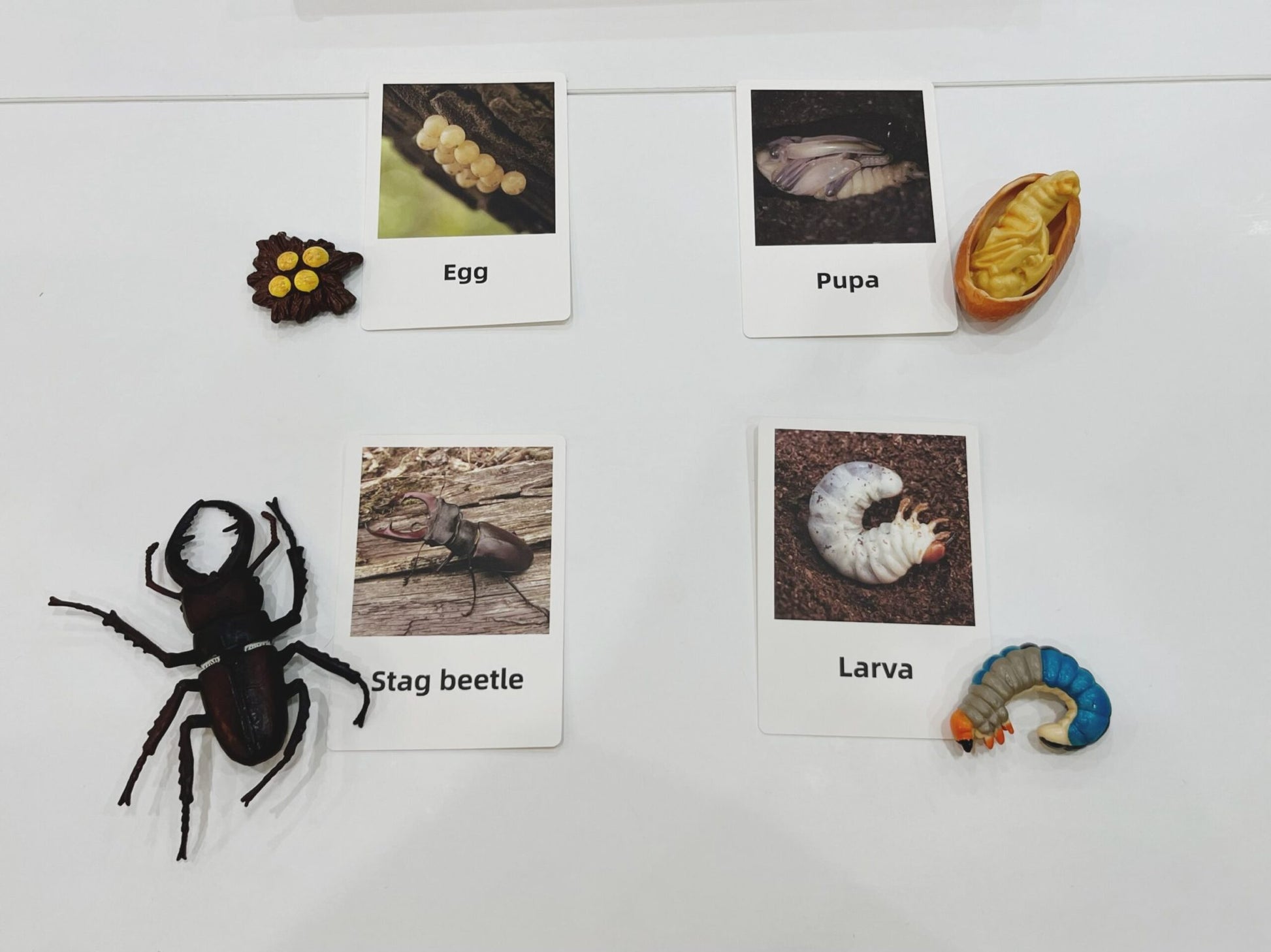 Montessori beetle life cycle picture cards and figurines used for sequencing and insect science learning