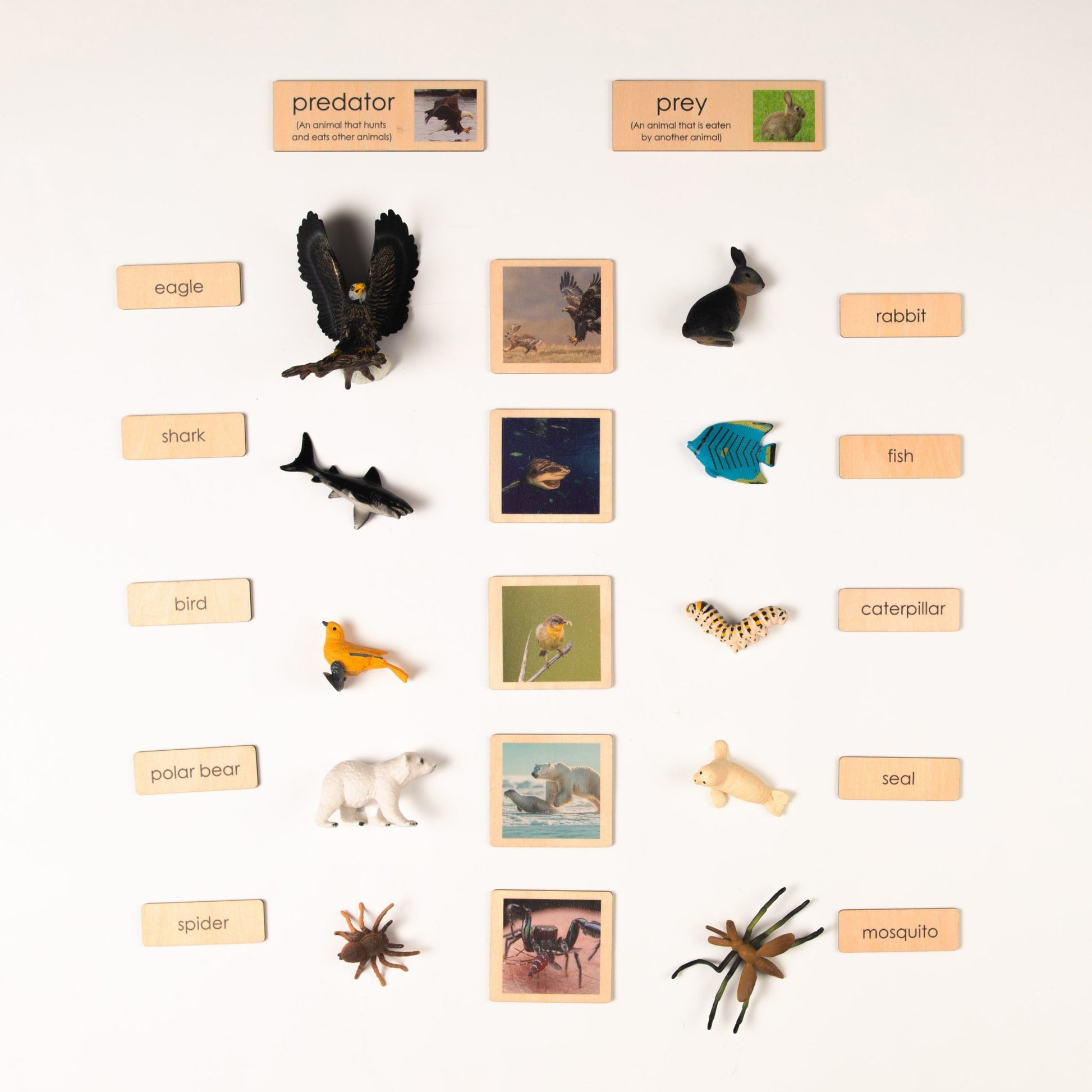 Montessori biology classification control cards for self-checking learning