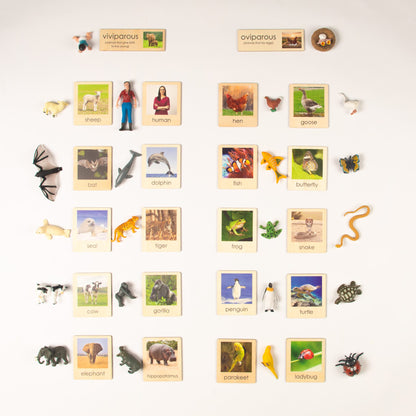 Montessori Viviparous and Oviparous Classification Set - Zoology Animal Sorting Material