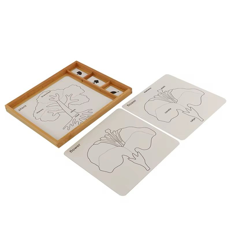 Montessori botany control cards with wooden tray for tree, leaf, and flower classification activities
