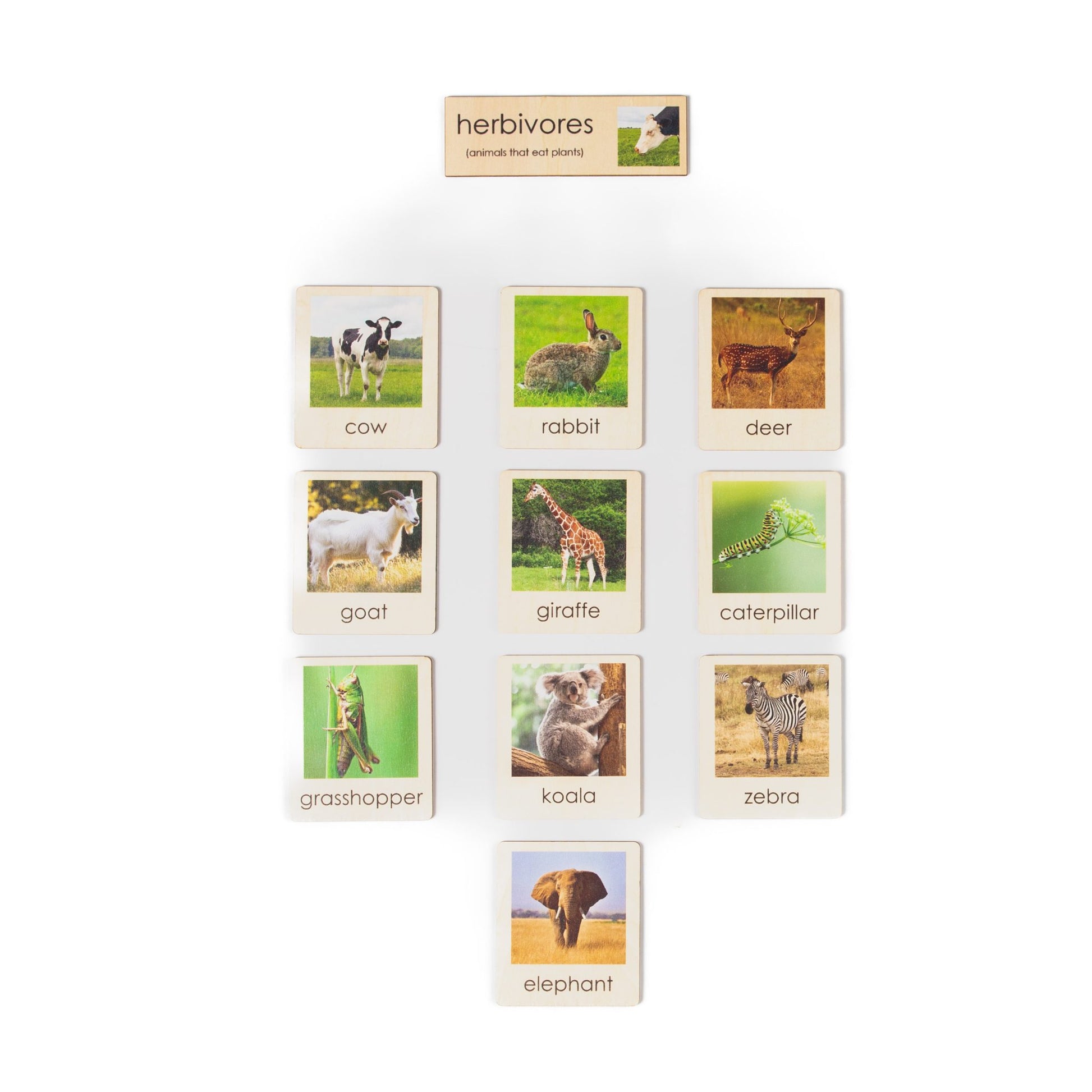 Montessori botany plant classification cards for learning plant types and structures