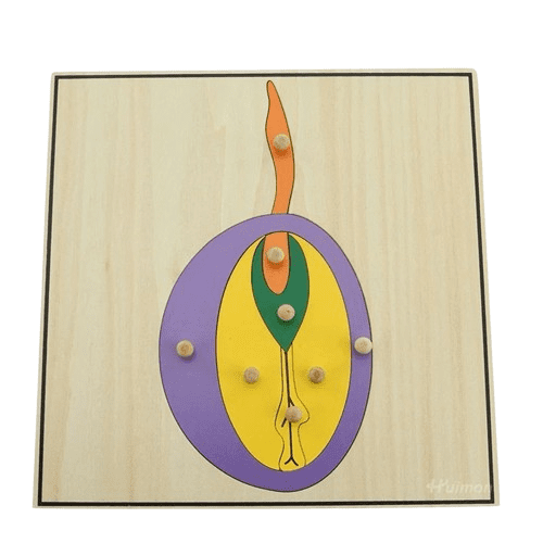 Montessori botany seed puzzle with wooden knobs for children to learn parts of a seed through hands-on exploration