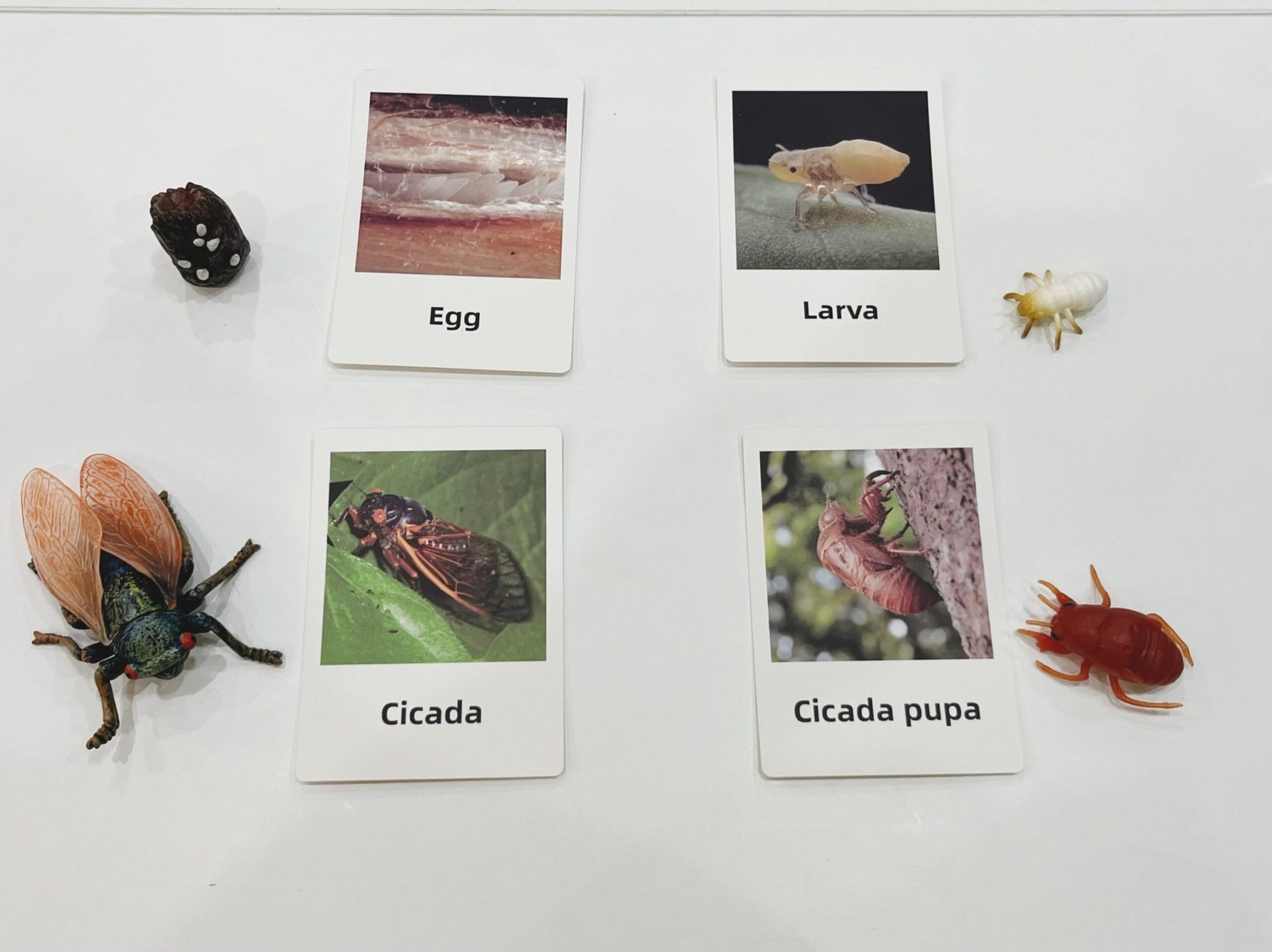 Montessori cicada life cycle picture cards and figurines used for sequencing and insect science learning