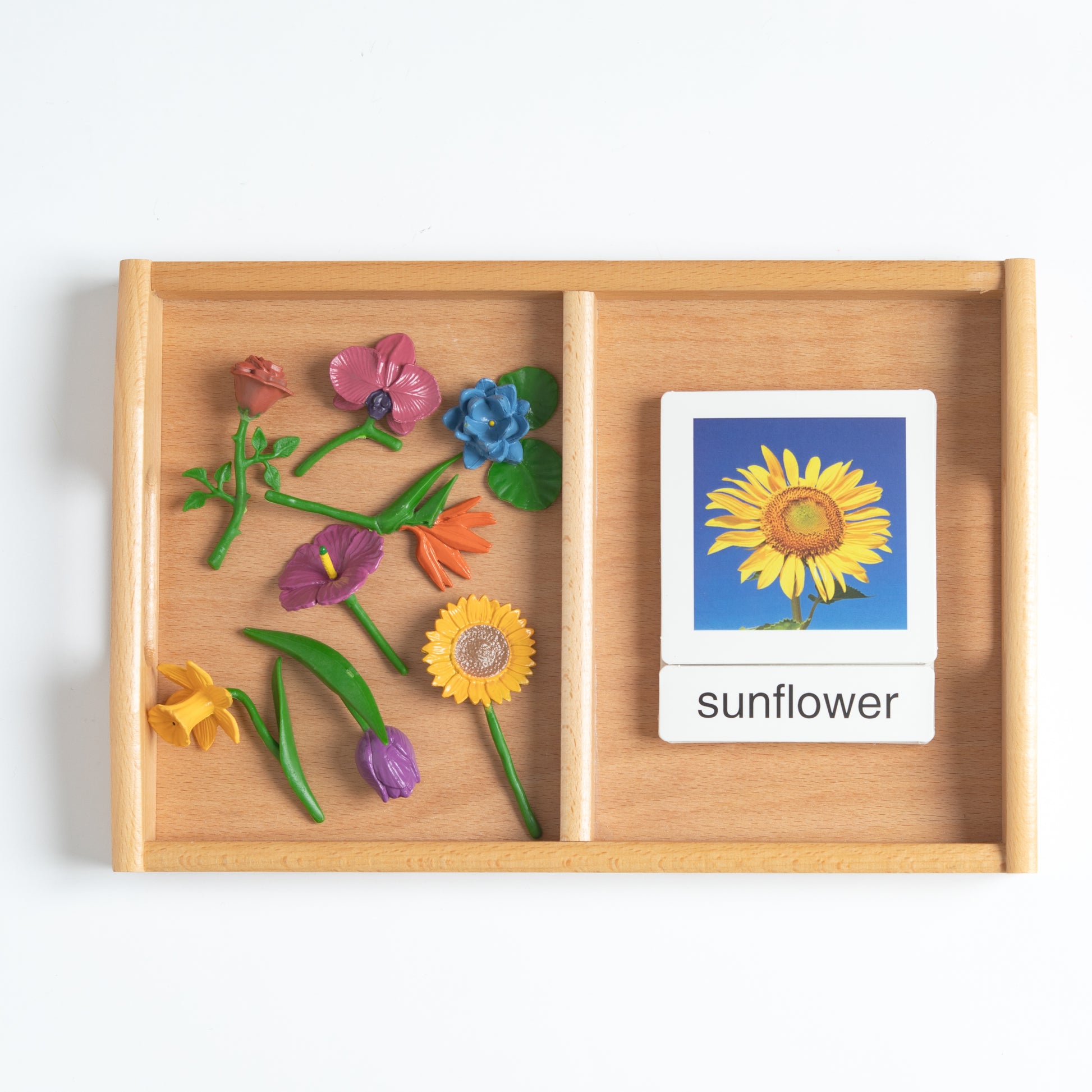 Montessori classification set organized and ready for classroom use with trays and cards