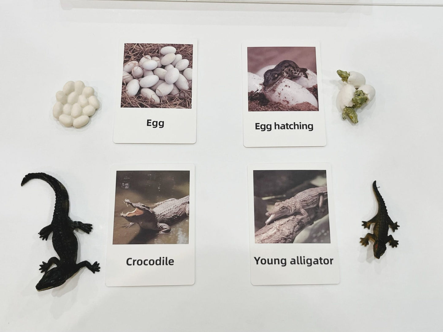 Montessori crocodile life cycle picture cards used for sequencing and science learning