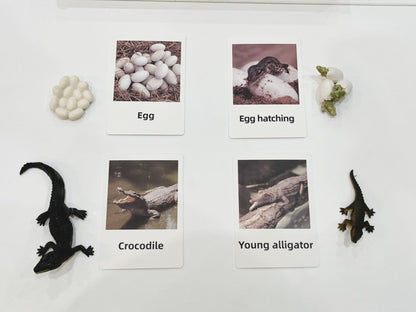 Montessori crocodile life cycle picture cards used for sequencing and science learning