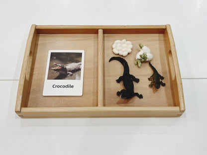 Montessori crocodile life cycle materials arranged on a tray with figurines and classification cards