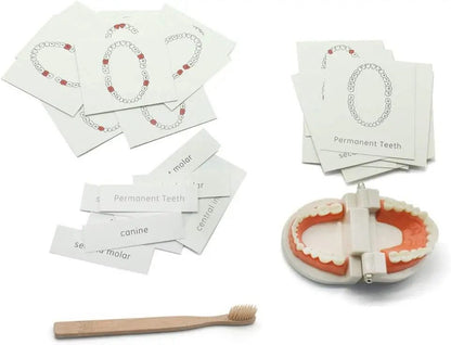 Montessori Dental Model Set - Teeth Cleaning Activity for Kids