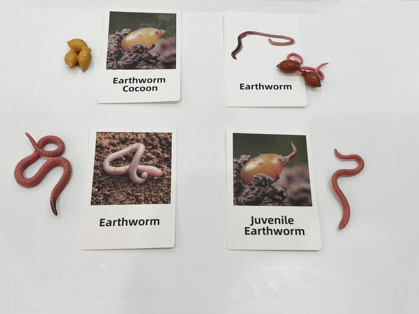 Montessori earthworm life cycle picture cards and figurines used for sequencing and invertebrate science learning