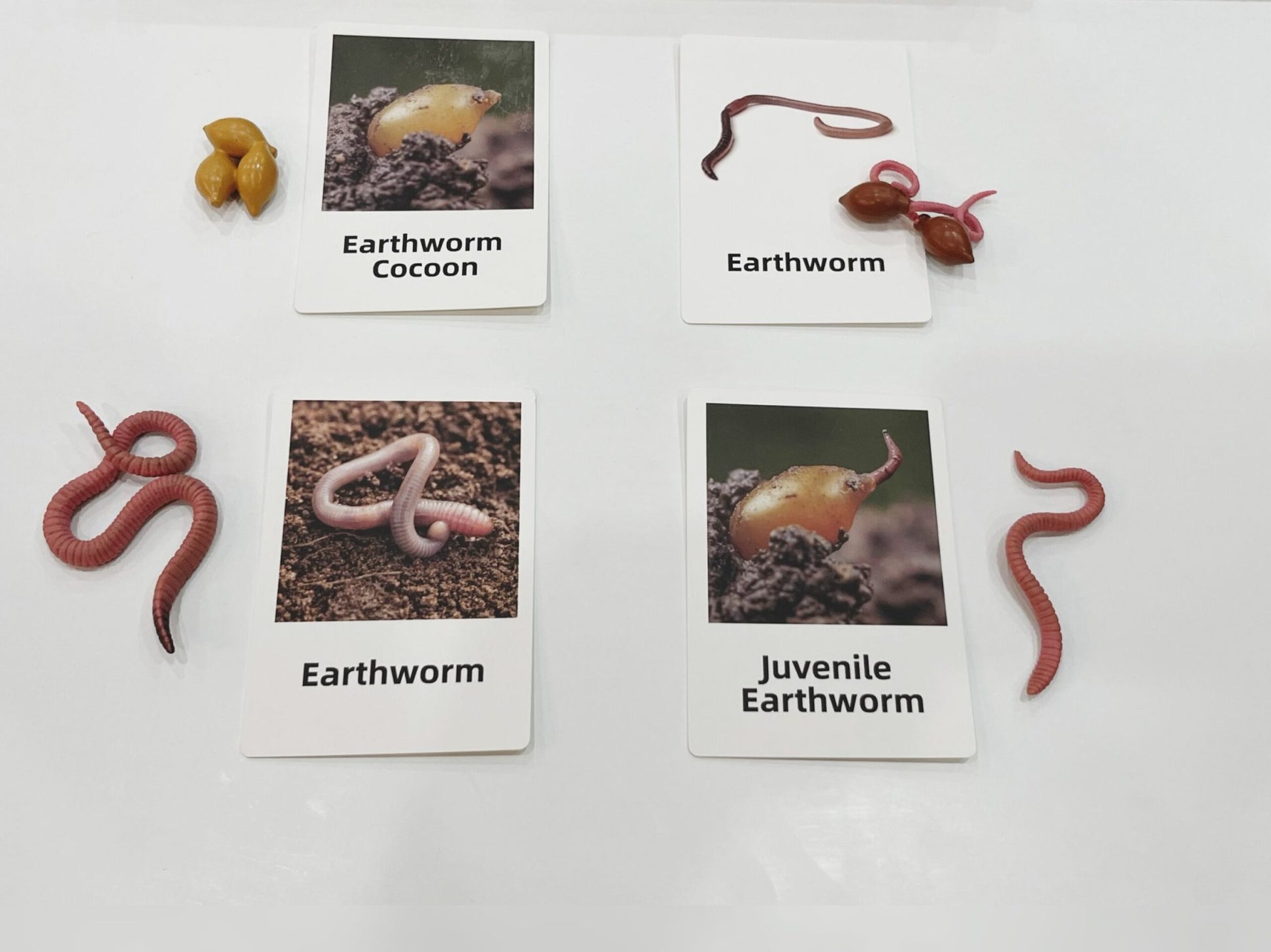 Montessori earthworm life cycle picture cards and figurines used for sequencing and invertebrate science learning
