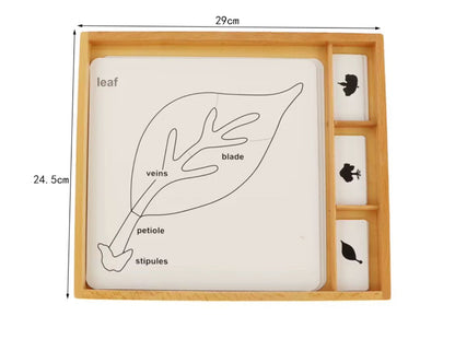 Montessori flower classification control cards designed to teach parts of plants and botanical concepts