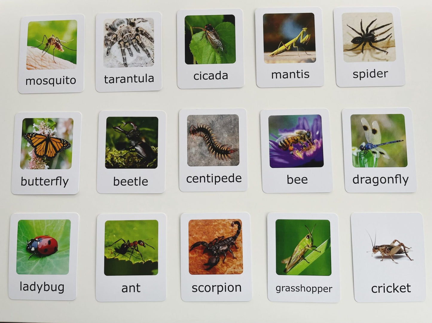 Montessori Animal Matching Set - Insects - Figurines and Cards