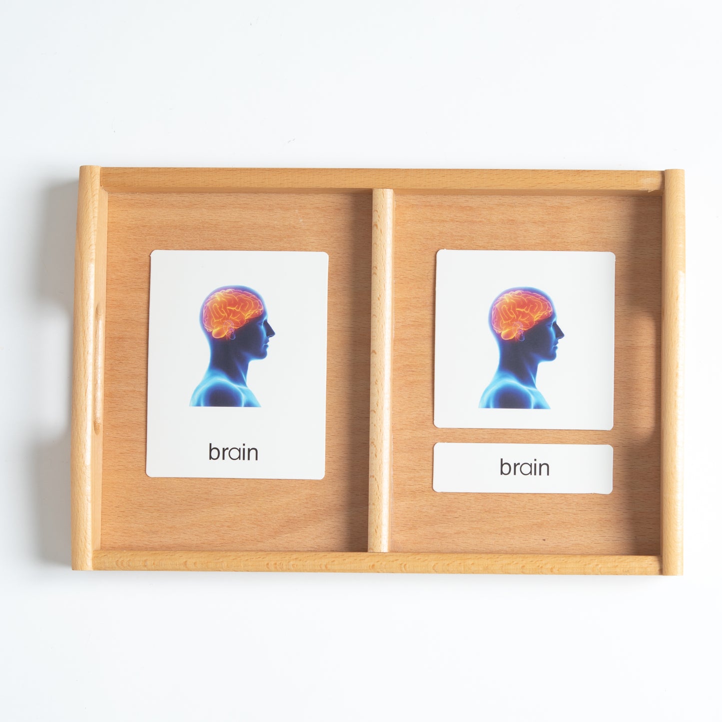 Montessori internal organs 3-part nomenclature cards used for anatomy vocabulary and science learning