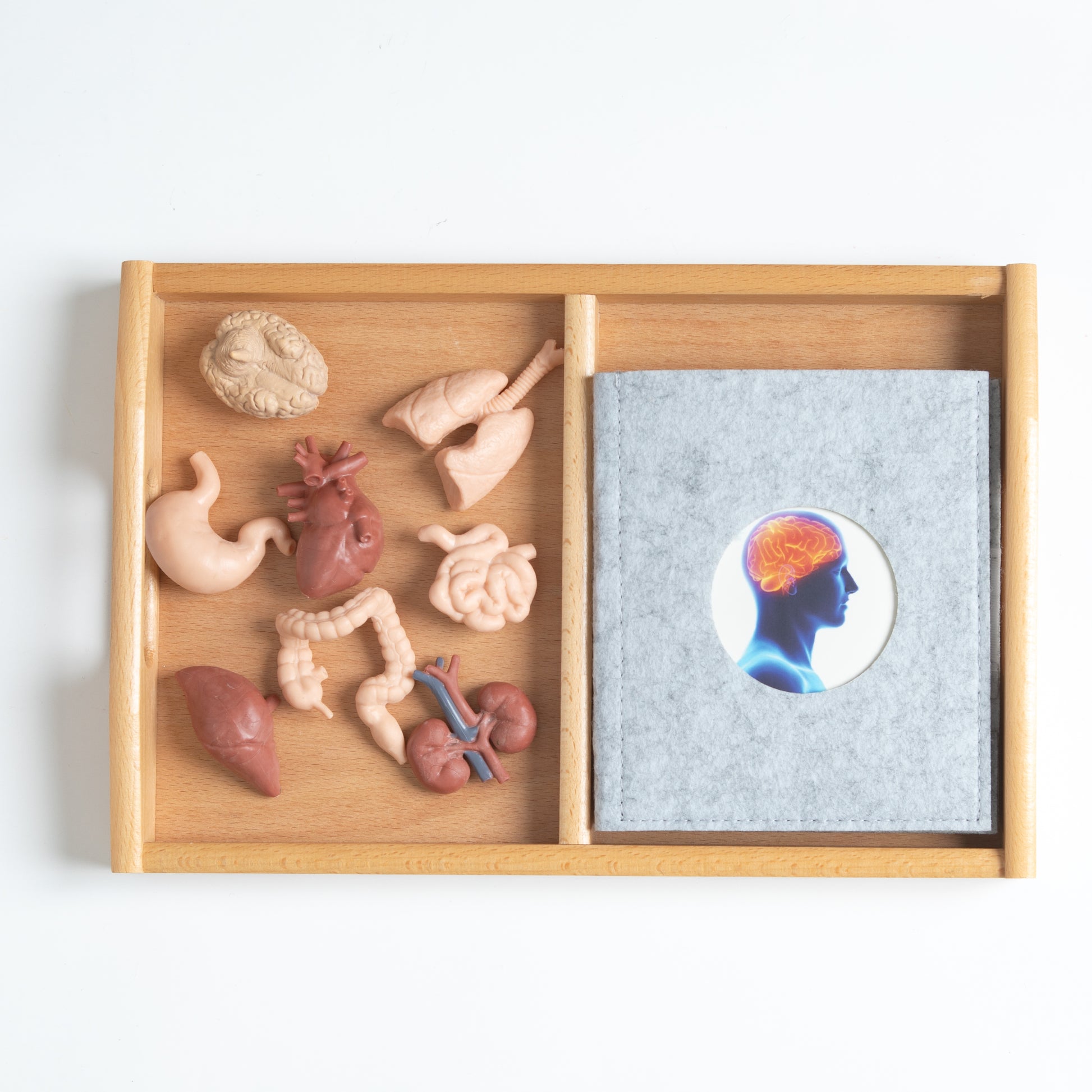 Montessori mini internal organ models used for classification and hands-on anatomy learning