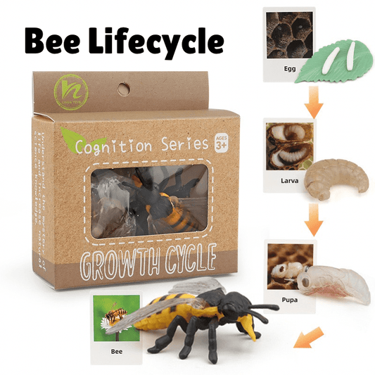 Montessori life cycle of a bee learning set with figurines and matching cards showing egg, larva, pupa, and adult bee stages