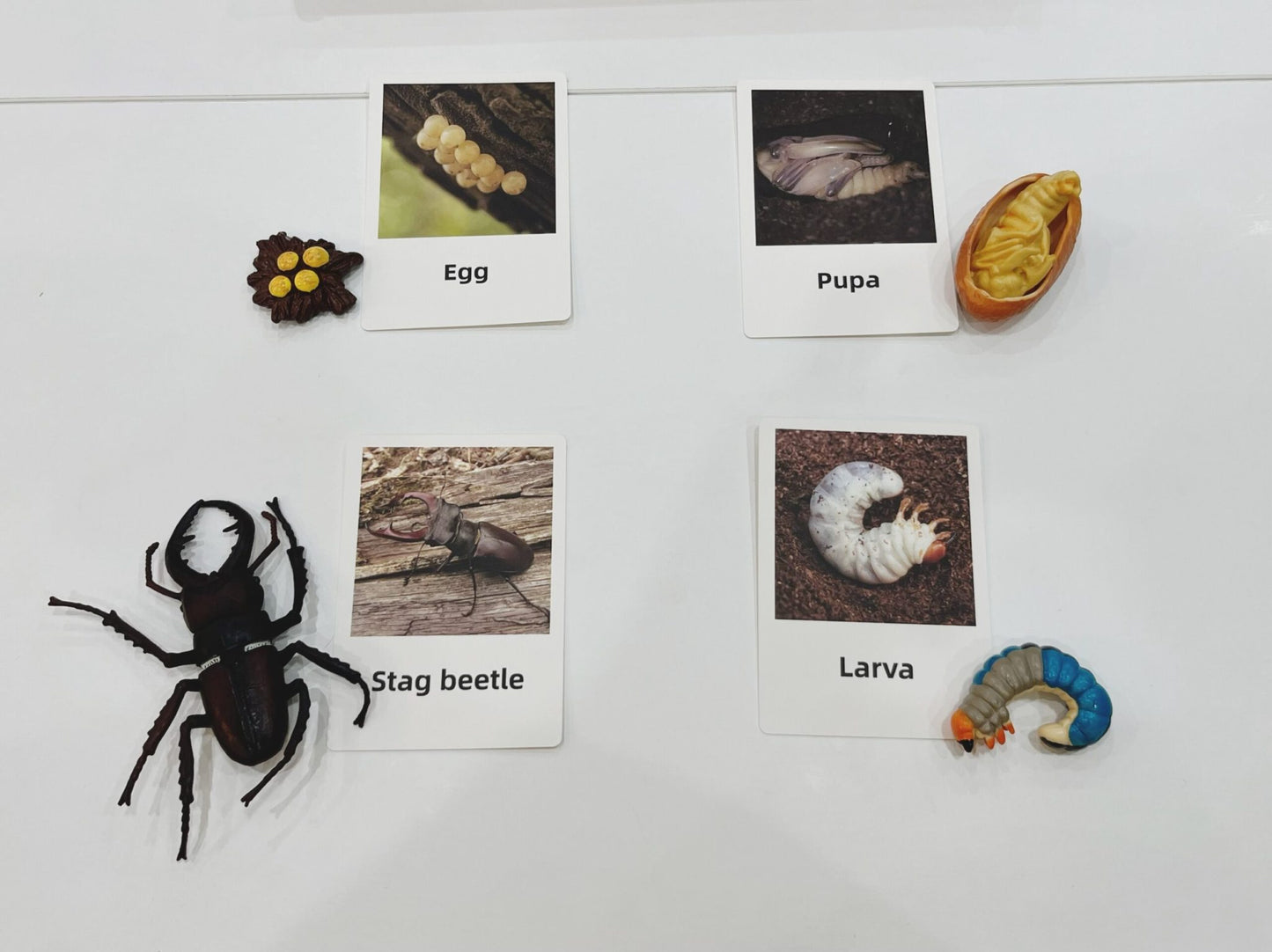 Montessori Life Cycle of a Beetle - Figurines and Matching Cards