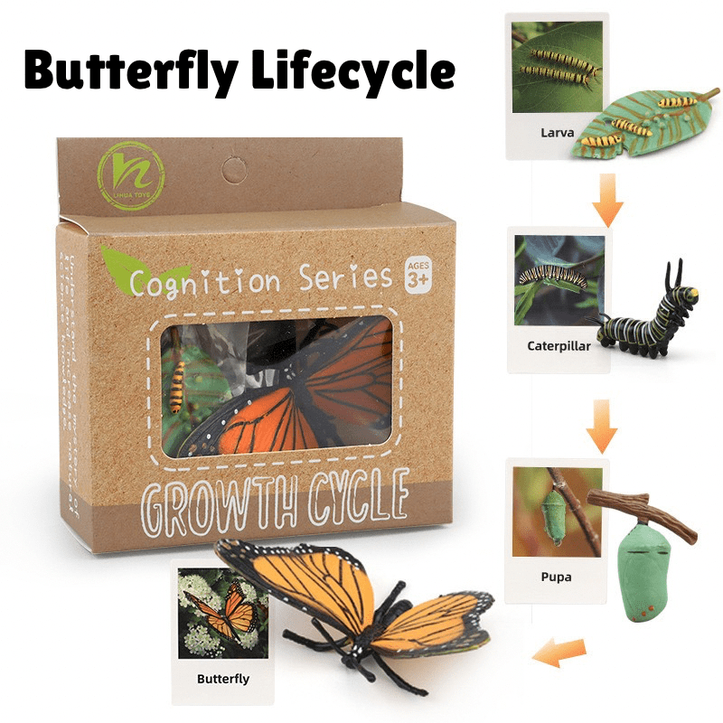 Montessori life cycle of a butterfly showing egg, caterpillar, pupa, and adult butterfly with figurines and matching cards