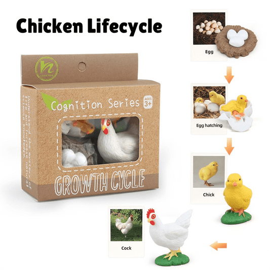 Montessori Life Cycle of a Chicken - Figurines and Matching Cards
