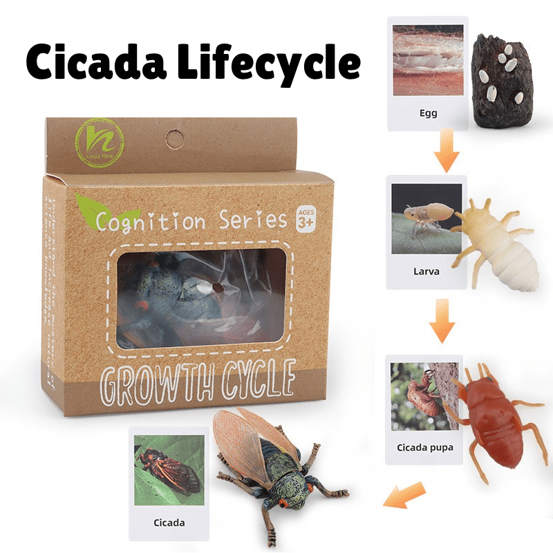 Montessori life cycle of a cicada learning set with figurines and matching cards showing egg, nymph, and adult cicada stages