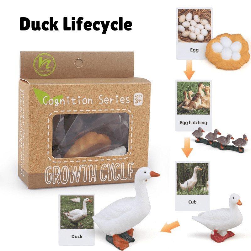 Montessori Life Cycle - Bundle (27 Sets) - Figurines and Matching Cards