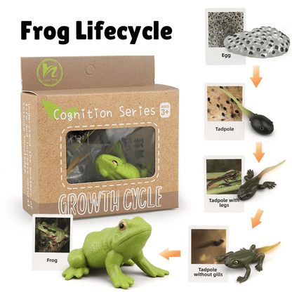 Montessori Life Cycle - Bundle (27 Sets) - Figurines and Matching Cards