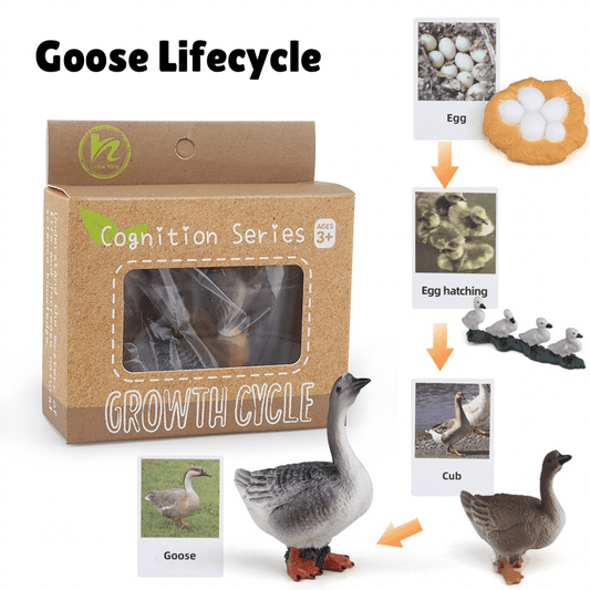 Montessori Life Cycle of a Goose - Figurines and Matching Cards