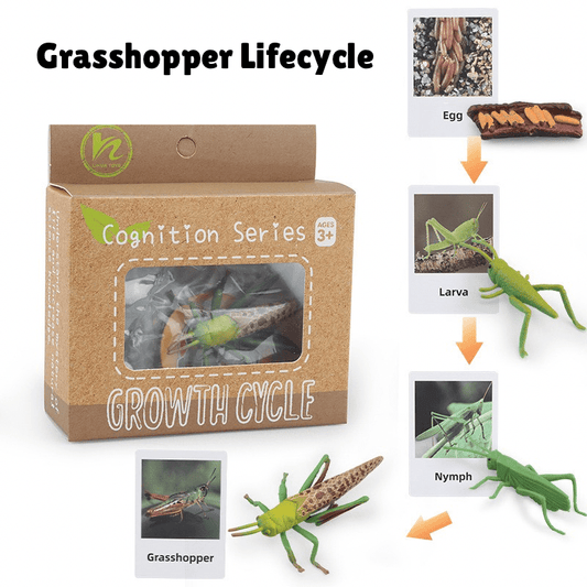 Montessori life cycle of a grasshopper learning set with figurines and matching cards showing egg, nymph stages, and adult grasshopper