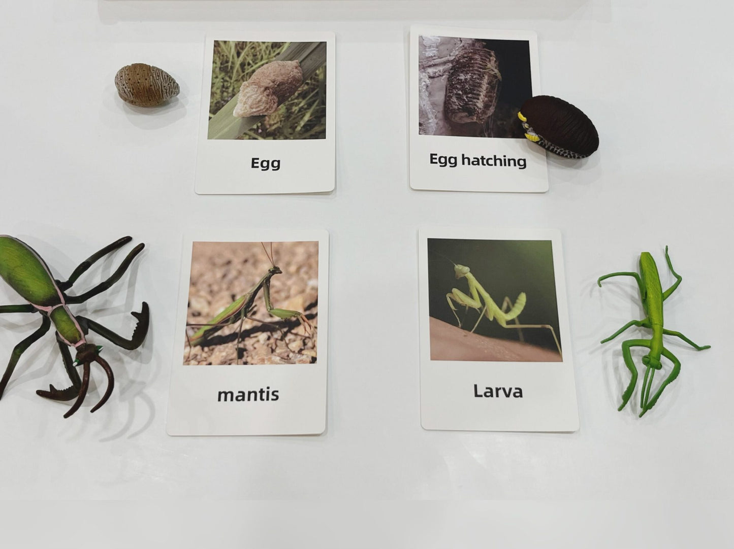 Montessori Life Cycle of a Mantis - Figurines and Matching Cards