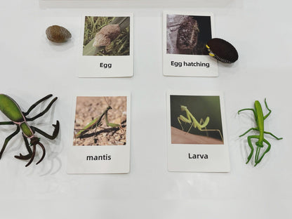 Montessori Life Cycle of a Mantis - Figurines and Matching Cards