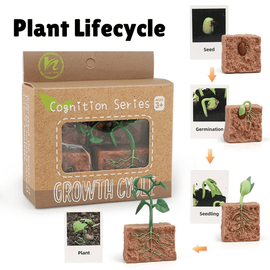 Montessori Life Cycle of a Plant - Figurines and Matching Cards