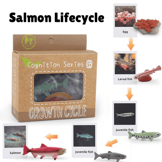 Montessori life cycle of a salmon learning set with figurines and matching cards showing egg, larval fish, juvenile fish, and adult salmon stages