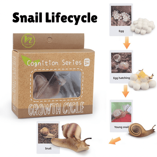 Montessori life cycle of a snail learning set with figurines and matching cards showing egg, hatching, young snail, and adult snail stages