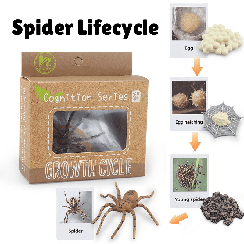 Montessori life cycle of a spider learning set with figurines and matching cards showing egg, hatching, young spiderlings, and adult spider stages