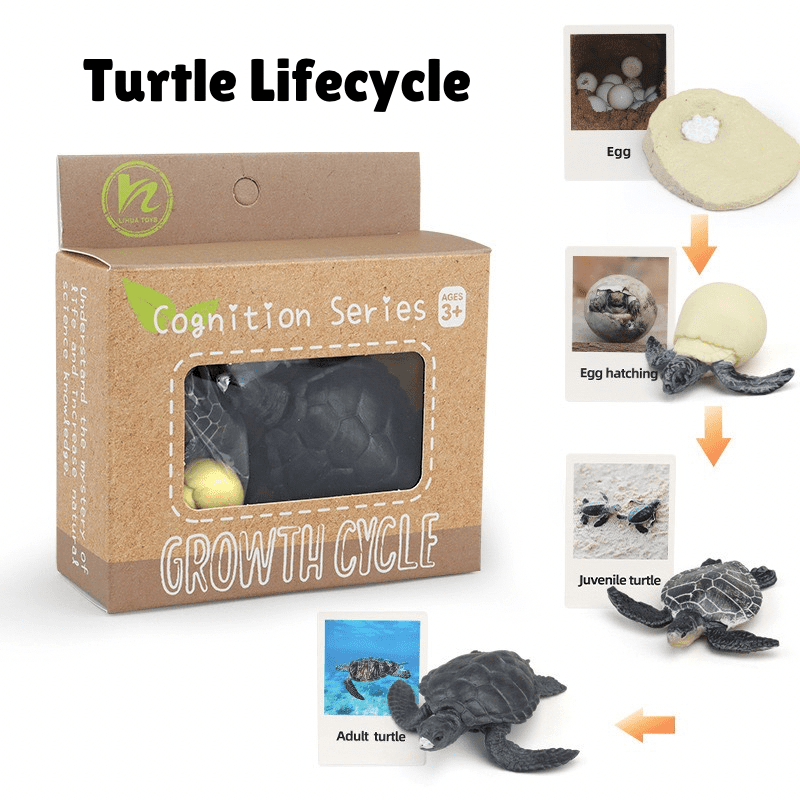 Montessori Life Cycle of a Turtle learning set with turtle figurines and matching cards showing egg, hatching, juvenile, and adult stages