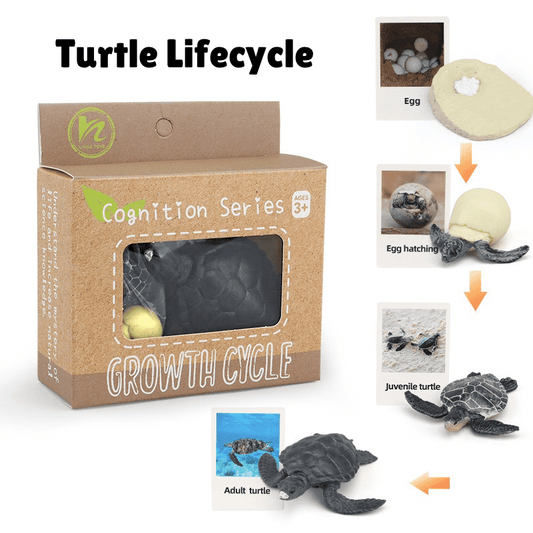 Montessori Life Cycle of a Turtle - Figurines and Matching Cards