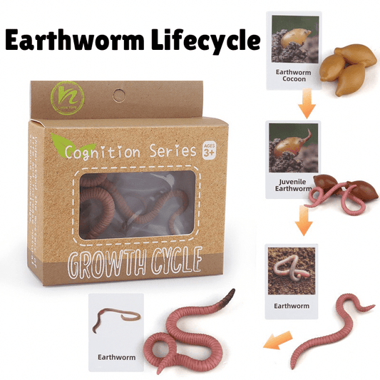Montessori life cycle of an earthworm learning set with figurines and matching cards showing egg cocoon, juvenile, and adult earthworm stages