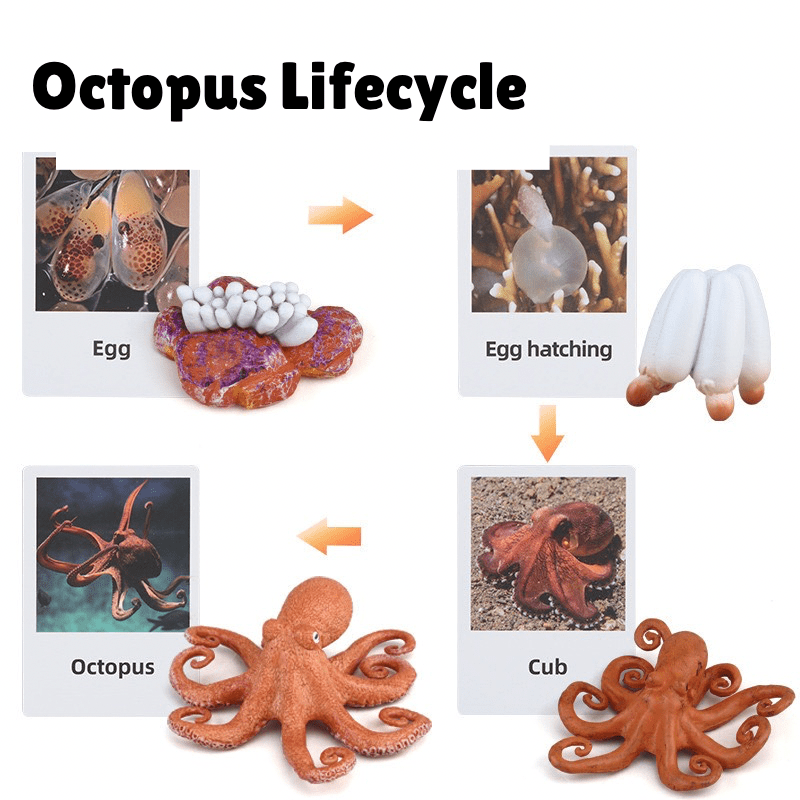 Montessori life cycle of an octopus learning set with figurines and matching cards showing egg, hatching, juvenile, and adult octopus stages