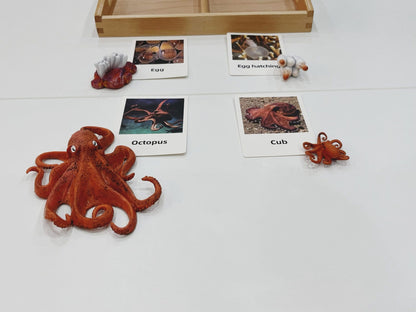 Montessori Life Cycle of an Octopus - Figurines and Matching Cards