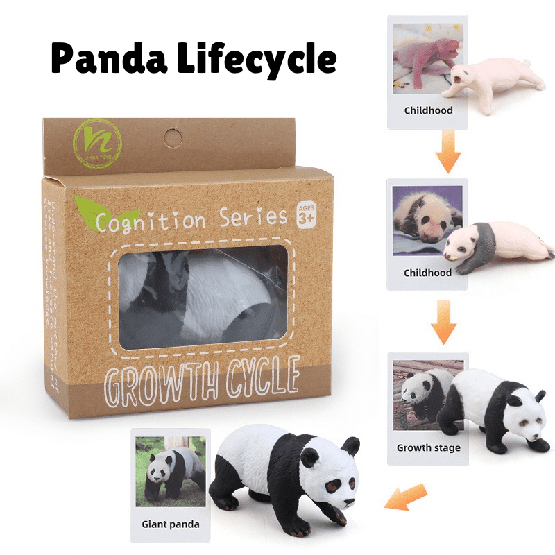 Montessori life cycle of a panda set with figurines and matching cards for sequencing and early science learning