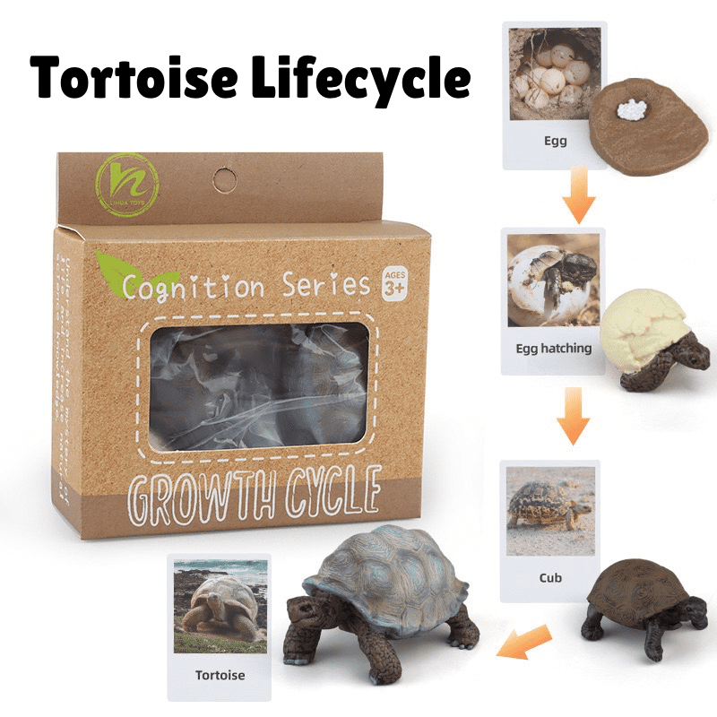 Montessori life cycle of a tortoise set with figurines and matching cards for sequencing and early science learning