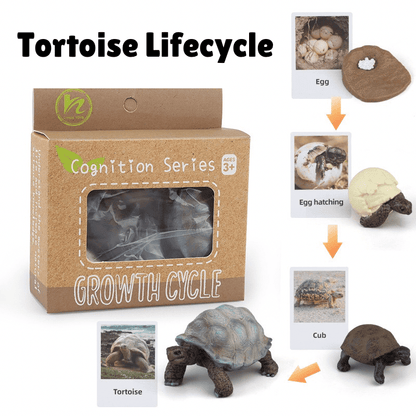 Montessori life cycle of a tortoise set with figurines and matching cards for sequencing and early science learning