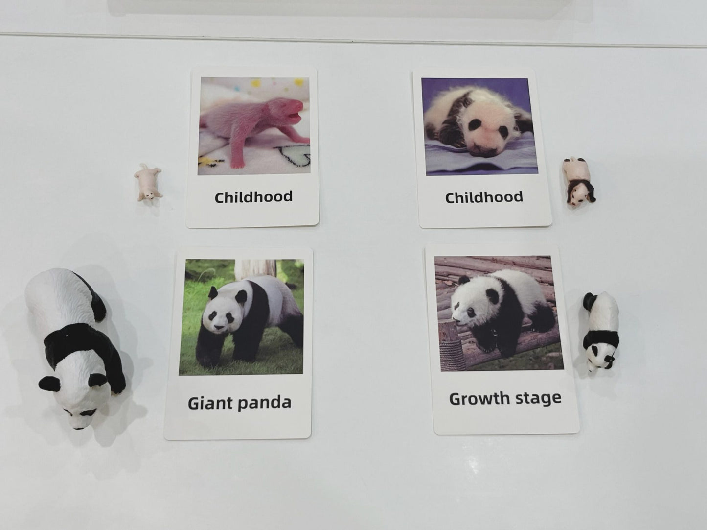 Montessori panda life cycle matching game with cards and animal figurines arranged in a sorting tray